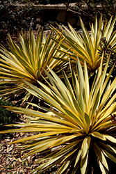 Bright Star Yucca (Yucca gloriosa 'Walbristar') at Lurvey Garden Center