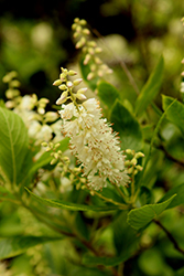 Summersweet (Clethra alnifolia) at Lurvey Garden Center