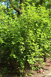 Northern Burgundy Viburnum (Viburnum dentatum 'Morton') at Lurvey Garden Center