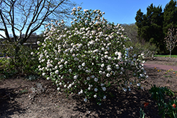 Cayuga Viburnum (Viburnum x carlcephalum 'Cayuga') at Lurvey Garden Center
