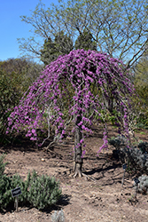 Lavender Twist Redbud (Cercis canadensis 'Covey') at Lurvey Garden Center