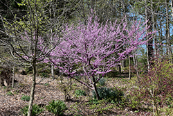 Hearts of Gold Redbud (Cercis canadensis 'Hearts of Gold') at Lurvey Garden Center