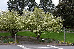 Blackhaw Viburnum (Viburnum prunifolium) at Lurvey Garden Center