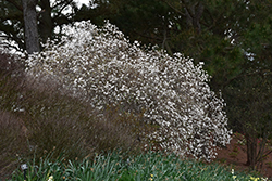 Mohawk Viburnum (Viburnum x burkwoodii 'Mohawk') at Lurvey Garden Center