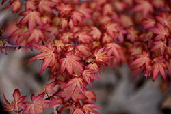Corallinum Japanese Maple (Acer palmatum 'Corallinum') at Lurvey Garden Center