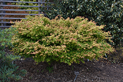 Kashima Yatsubusa Japanese Maple (Acer palmatum 'Kashima Yatsubusa') at Lurvey Garden Center