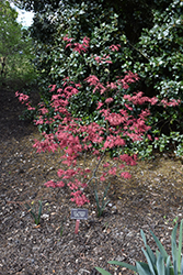 Amagi Shigure Japanese Maple (Acer palmatum 'Amagi Shigure') at Lurvey Garden Center