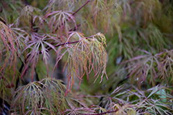 Raraflora Japanese Maple (Acer palmatum 'Raraflora') at Lurvey Garden Center