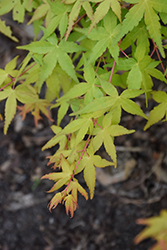Calico Japanese Maple (Acer palmatum 'Calico') at Lurvey Garden Center