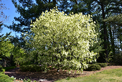 White Fringetree (Chionanthus virginicus) at Lurvey Garden Center