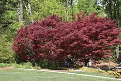 Suminagashi Japanese Maple (Acer palmatum 'Suminagashi') at Lurvey Garden Center