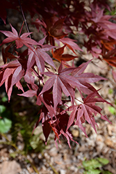 Red Baron Japanese Maple (Acer palmatum 'Red Baron') at Lurvey Garden Center