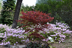 Red Baron Japanese Maple (Acer palmatum 'Red Baron') at Lurvey Garden Center
