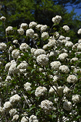 Fragrant Viburnum (Viburnum x carlcephalum) at Lurvey Garden Center