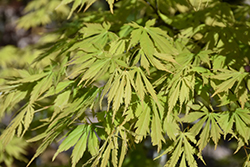 Omure Yama Japanese Maple (Acer palmatum 'Omure Yama') at Lurvey Garden Center