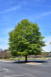 Willow Oak (Quercus phellos) at Lurvey Garden Center