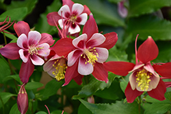 Origami Red and White Columbine (Aquilegia 'Origami Red and White') at Lurvey Garden Center