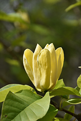 Yellow Bird Magnolia (Magnolia 'Yellow Bird') at Lurvey Garden Center