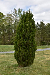 Spartan Juniper (Juniperus chinensis 'Spartan') at Lurvey Garden Center