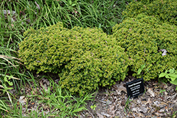 Kingsville Dwarf Boxwood (Buxus microphylla 'Kingsville Dwarf') at Lurvey Garden Center