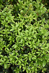 Grace Hendrick Phillips Boxwood (Buxus microphylla 'Grace Hendrick Phillips') at Lurvey Garden Center