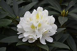 Chionoides Rhododendron (Rhododendron catawbiense 'Chionoides') at Lurvey Garden Center