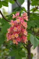 Fort McNair Red Horse Chestnut (Aesculus x carnea 'Fort McNair') at Lurvey Garden Center