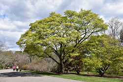 Painted Maple (Acer truncatum 'var. mono') at Lurvey Garden Center