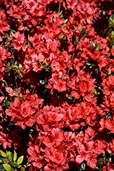 Stewartstonian Azalea (Rhododendron 'Stewartstonian') at Lurvey Garden Center