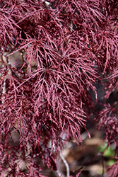 Red Filigree Lace Japanese Maple (Acer palmatum 'Red Filigree Lace') at Lurvey Garden Center