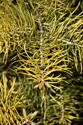 Winter Gold White Fir (Abies concolor 'Winter Gold') at Lurvey Garden Center