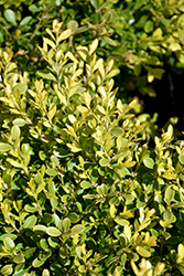 Tide Hill Boxwood (Buxus microphylla 'Tide Hill') at Lurvey Garden Center
