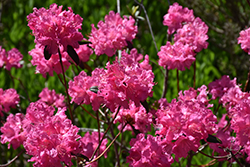 Landmark Rhododendron (Rhododendron 'Landmark') at Lurvey Garden Center