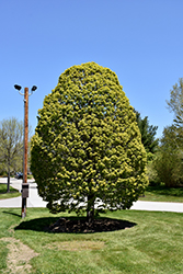 Columnar Sugar Maple (Acer saccharum 'Columnare') at Lurvey Garden Center