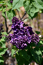 Agincourt Beauty Lilac (Syringa vulgaris 'Agincourt Beauty') at Lurvey Garden Center