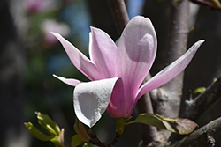 Alexandrina Saucer Magnolia (Magnolia x soulangeana 'Alexandrina') at Lurvey Garden Center