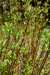 Arctic Fire Red Twig Dogwood (Cornus sericea 'Farrow') at Lurvey Garden Center
