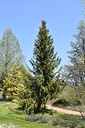 Serbian Spruce (Picea omorika) at Lurvey Garden Center
