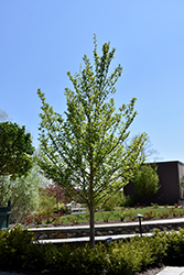 Japanese Stewartia (Stewartia pseudocamellia) at Lurvey Garden Center