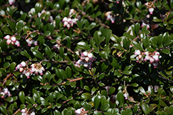 Bearberry (Arctostaphylos uva-ursi) at Lurvey Garden Center