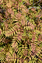 Sem False Spirea (Sorbaria sorbifolia 'Sem') at Lurvey Garden Center