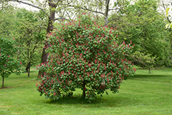 Splendens Red Buckeye (Aesculus pavia 'Splendens') at Lurvey Garden Center