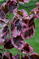 Tricolor Beech (Fagus sylvatica 'Roseomarginata') at Lurvey Garden Center