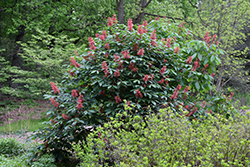 Red Buckeye (Aesculus pavia) at Lurvey Garden Center