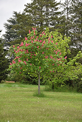 Fort McNair Red Horse Chestnut (Aesculus x carnea 'Fort McNair') at Lurvey Garden Center