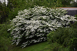 Maries Doublefile Viburnum (Viburnum plicatum 'Mariesii') at Lurvey Garden Center