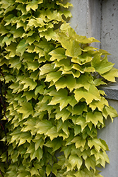 Fenway Park Boston Ivy (Parthenocissus tricuspidata 'Fenway Park') at Lurvey Garden Center