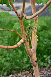 Phoenix Snakebark Maple (Acer x conspicuum 'Phoenix') at Lurvey Garden Center
