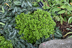 Hohman's Dwarf Boxwood (Buxus microphylla 'Hohman's Dwarf') at Lurvey Garden Center