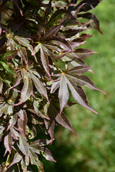 Tsukushi Gata Japanese Maple (Acer palmatum 'Tsukushi Gata') at Lurvey Garden Center
